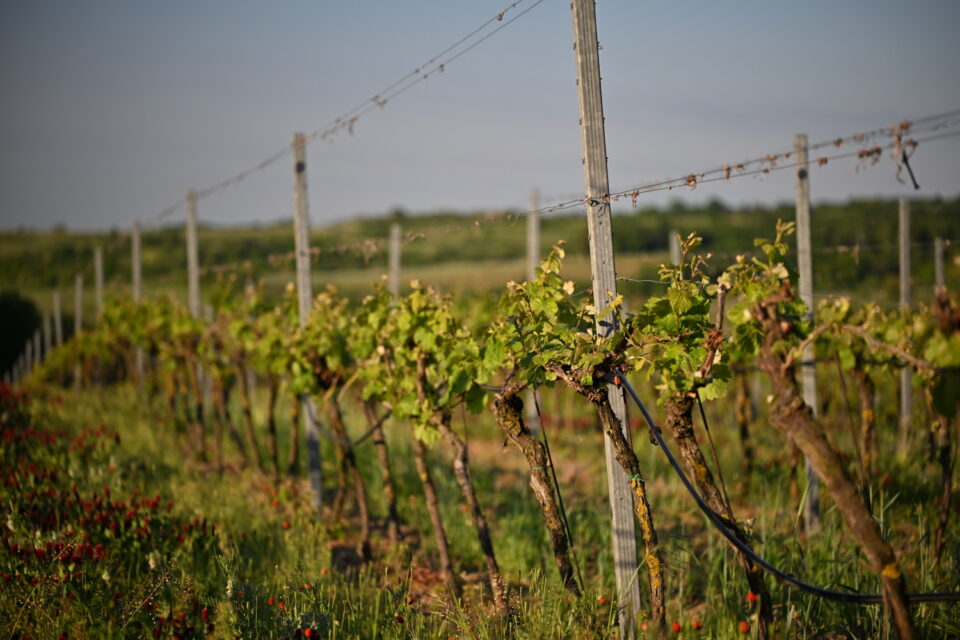 Radioelektronika 2025 11 vineyards Vinice Hnanice