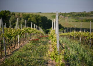 Radioelektronika 2025 12 vineyards Vinice Hnanice