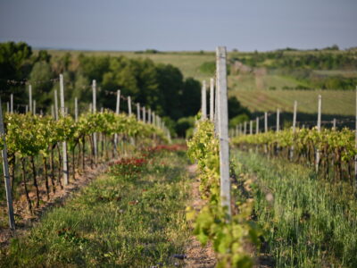 Radioelektronika 2025 12 vineyards Vinice Hnanice