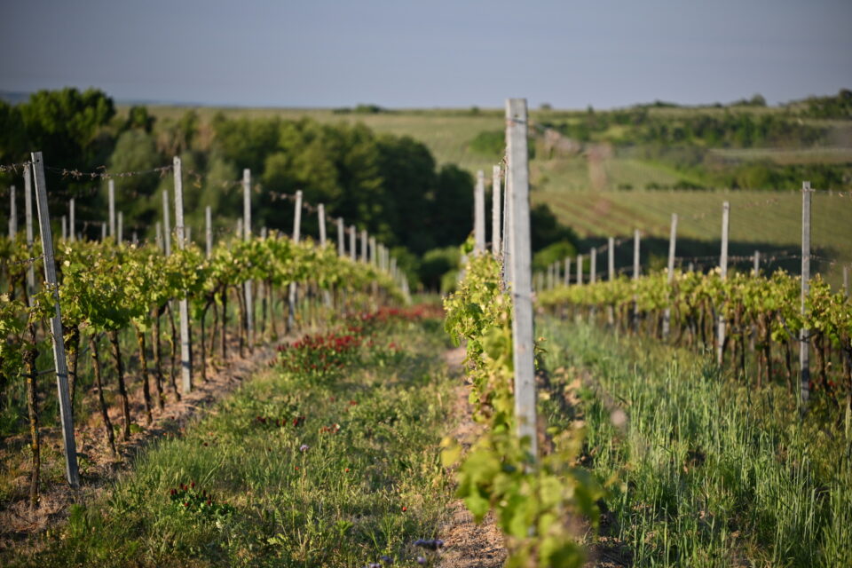 Radioelektronika 2025 12 vineyards Vinice Hnanice