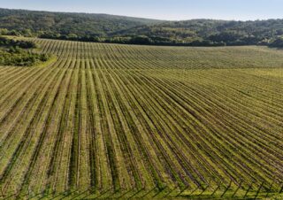 Radioelektronika 2025 13 vineyards Vinice Hnanice