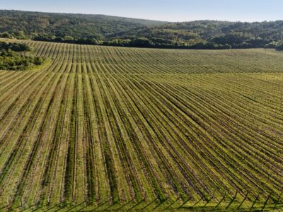 Radioelektronika 2025 13 vineyards Vinice Hnanice