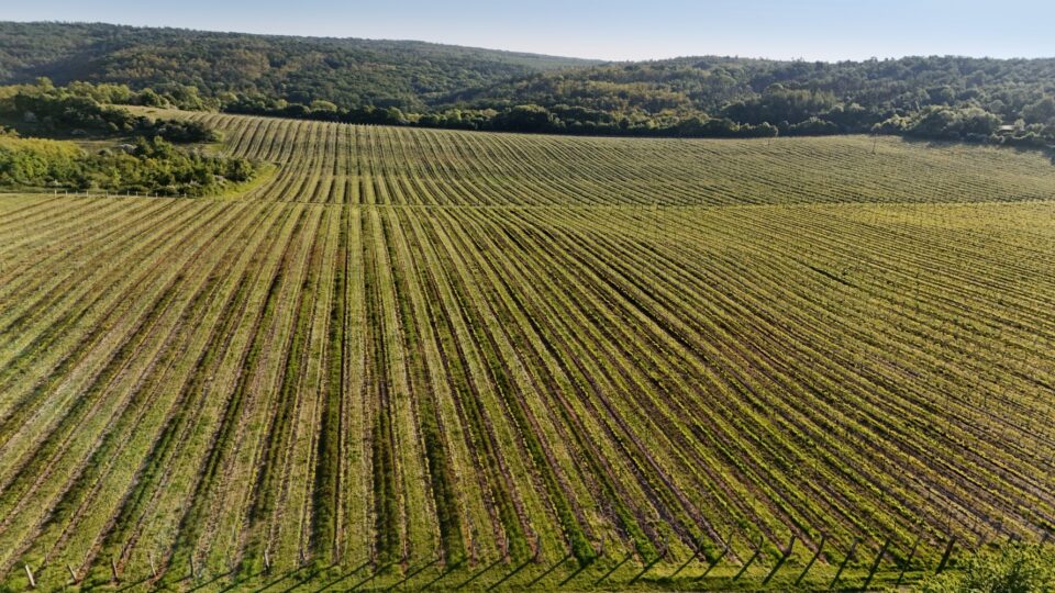 Radioelektronika 2025 13 vineyards Vinice Hnanice