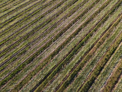 Radioelektronika 2025 14 vineyards Vinice Hnanice