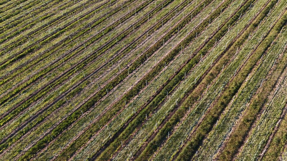 Radioelektronika 2025 14 vineyards Vinice Hnanice