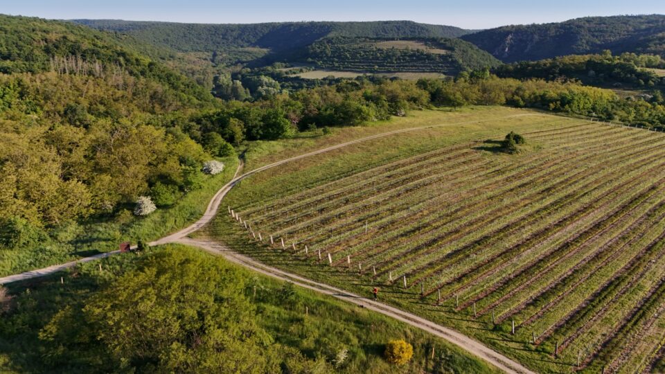 Radioelektronika 2025 15 vineyards Vinice Hnanice
