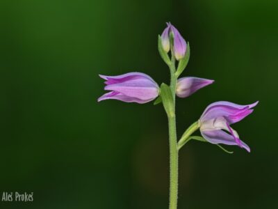 51 Okrotice červená, Ždánický les