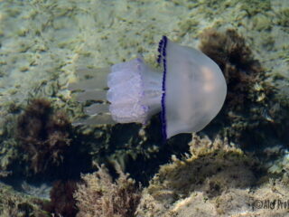 29 Medůza v zátoce Dalan, Zvernec