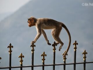 48 Bonnet makak na Nandi Hills