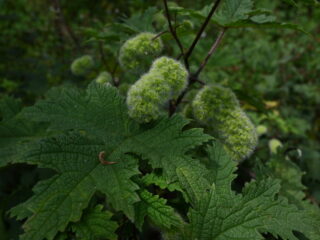 59 Girardinia diversifolia, Nandi Hills