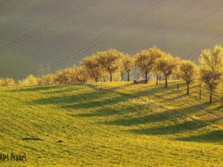 Moravské Toskánsko 06