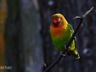 Agapornis škraboškový, ZOO Brno