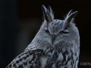 Výr Bengálský, ZOO Brno